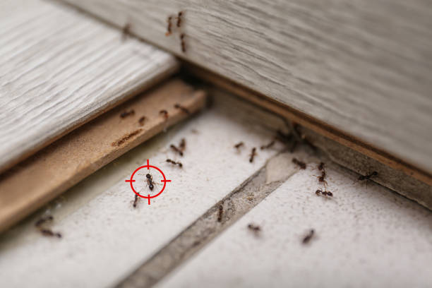 Best Cockroach Control Services  in North Weeki Wachee, FL